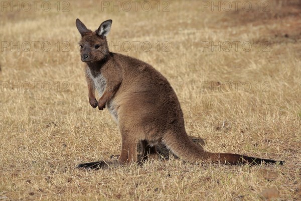 Kangaroo Island kangaroo