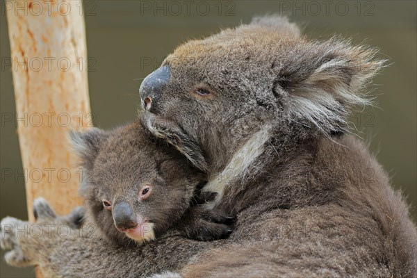 Koalas