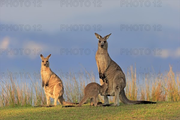 Eastern grey kangaroo