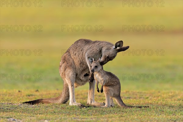 Eastern giant grey kangaroo