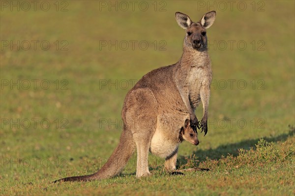 Eastern giant grey kangaroo