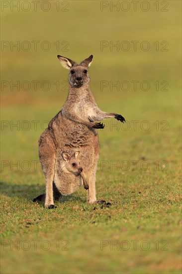 Eastern giant grey kangaroo