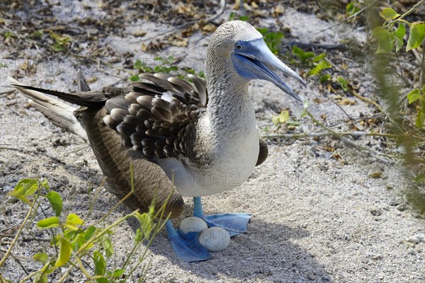 Blue-footed booby