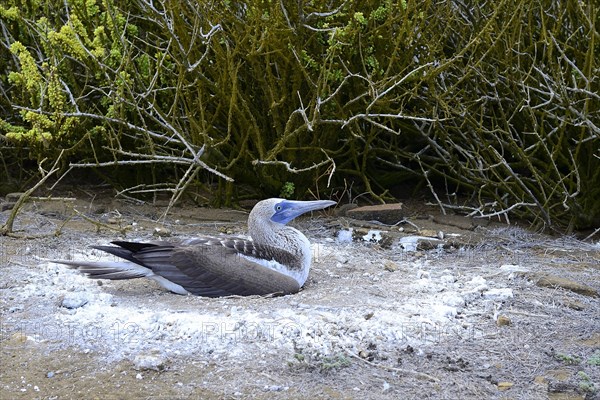 Blue-footed booby