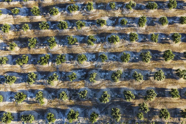 Cultivated olive trees