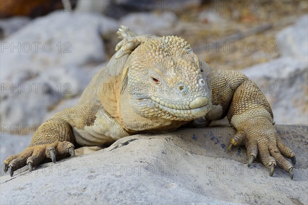 Drusenkopf or Galapagos Land Iguana