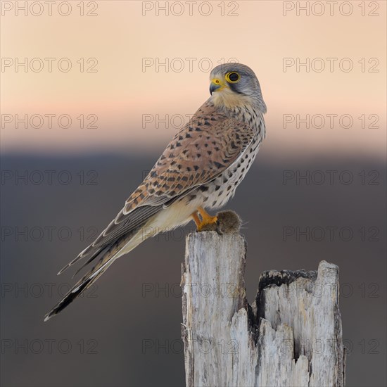 Common Common Kestrel