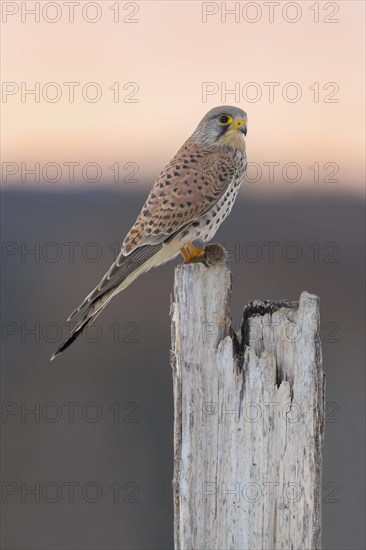 Common Common Kestrel