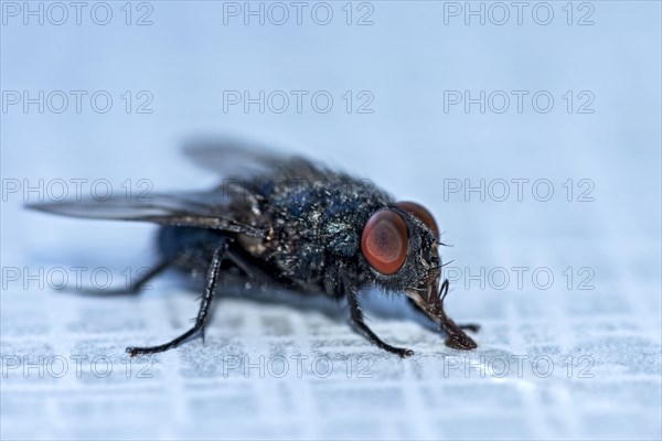 Blow fly