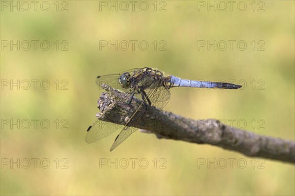 Black-tailed Skimmer