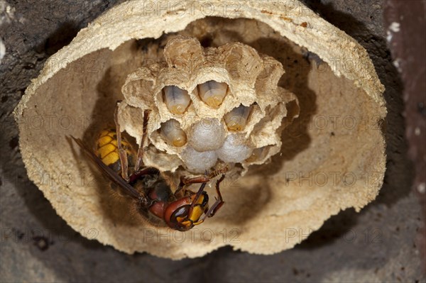 European hornet