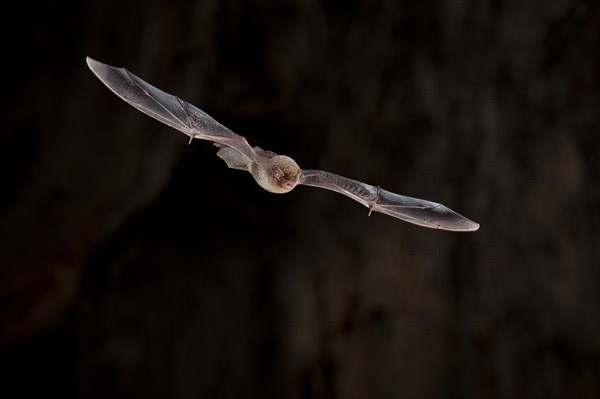 Common bent-wing bat