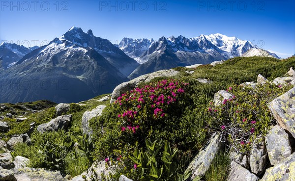 Alpine roses on a mountain slope