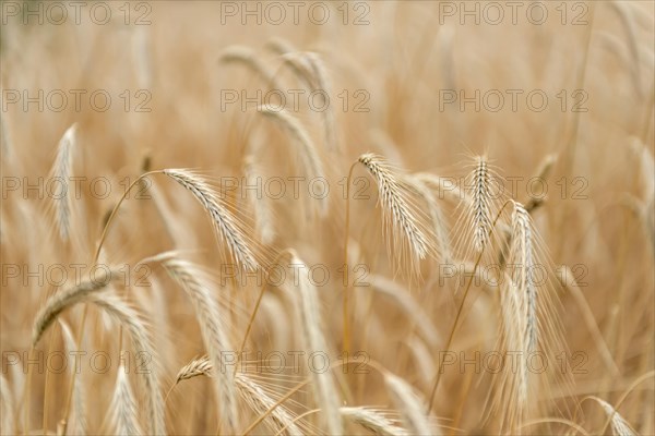 Ears of corn in a field