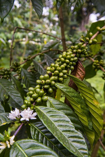 Close up of coffee beans