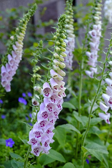 Foxglove