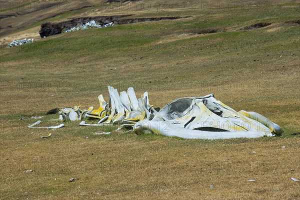 Old whale bones on Saunders island