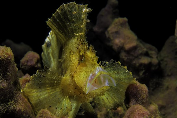 Leaf scorpionfish