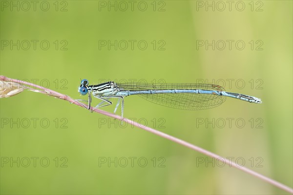 White-legged damselfly