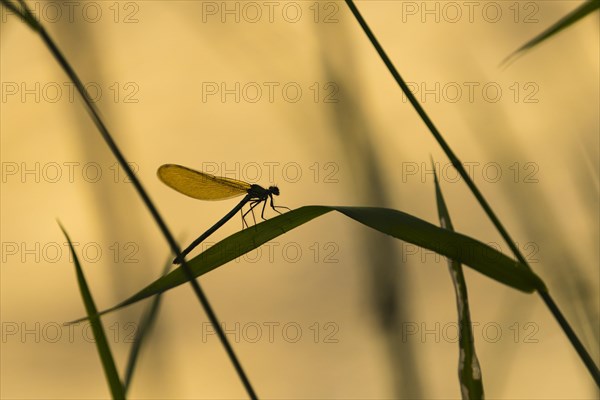 Banded demoiselle