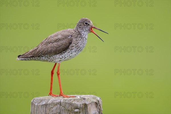 Calling redshank