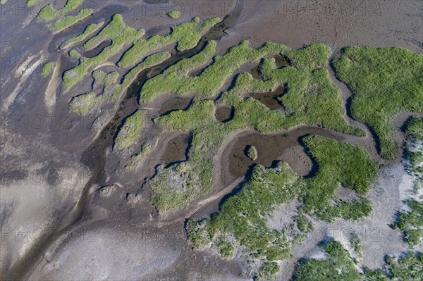 Salt marshes in front of the dike