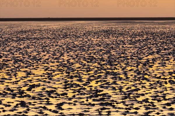 Mudflats in evening light