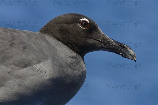 Lava Gull