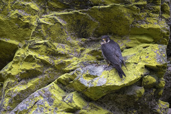 Peregrine falcon Falcon