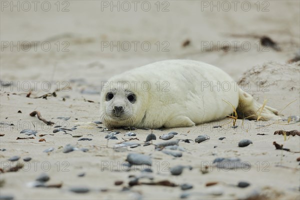 Grey seal