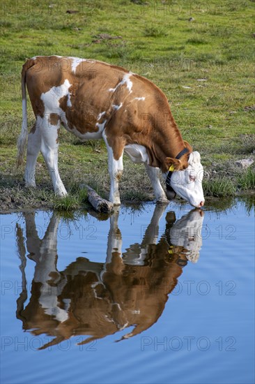 Cow on the alpine pasture