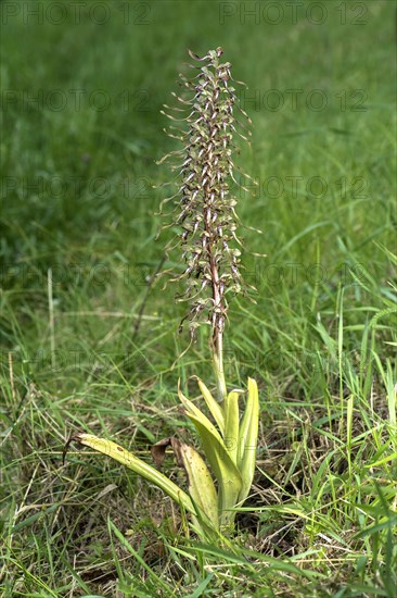 Orchid buck's-bill