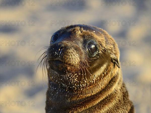 Galapagos sea lion