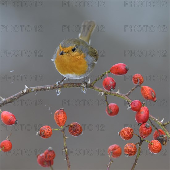 European robin