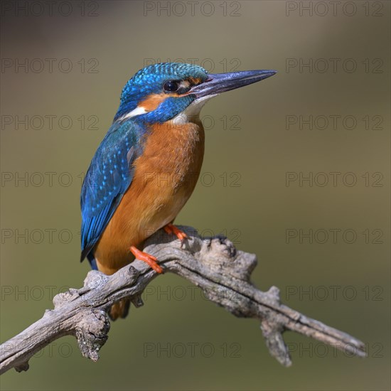 Common kingfisher