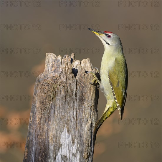 Grey-headed woodpecker