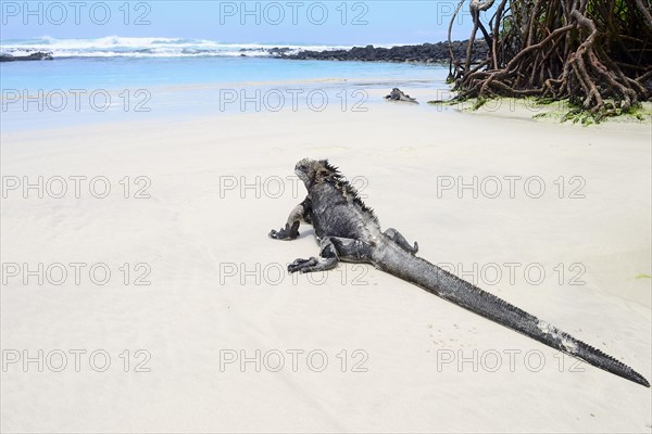 Marine iguana