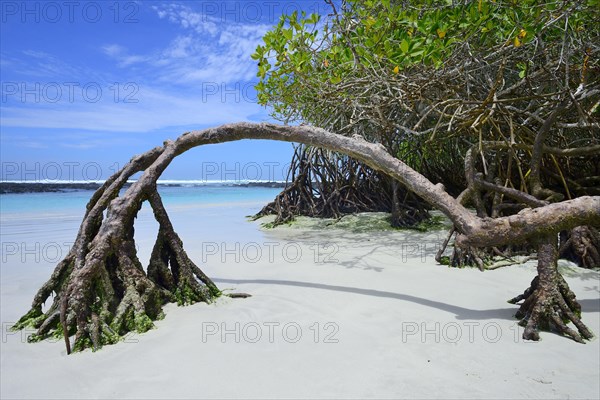 Mangroves at the white beach of Tortuga Bay