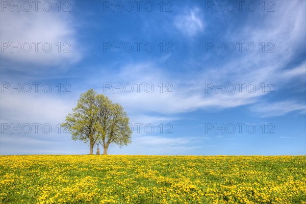 A lone pair of trees in the flowering dandelion meadow