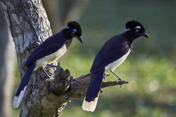 Plush-crested jay