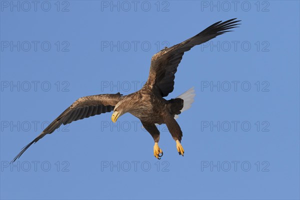 White-tailed eagle