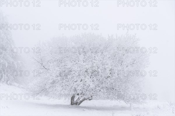 Snowy and icy tree