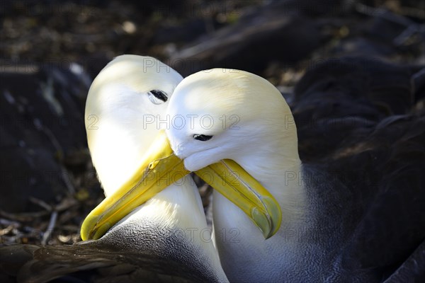 Waved albatrosses