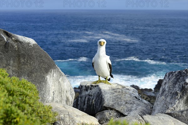 Nazca Booby