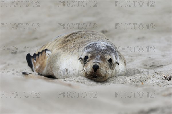 Australian sea lion