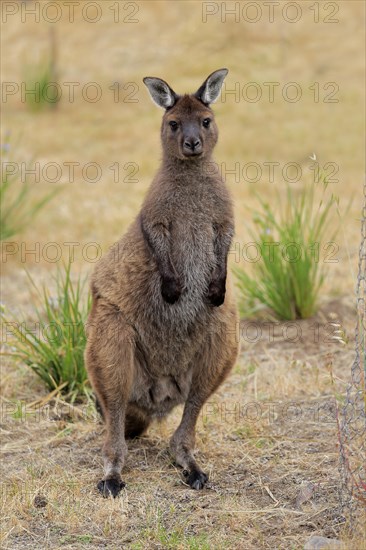 Kangaroo Island grey kangaroo