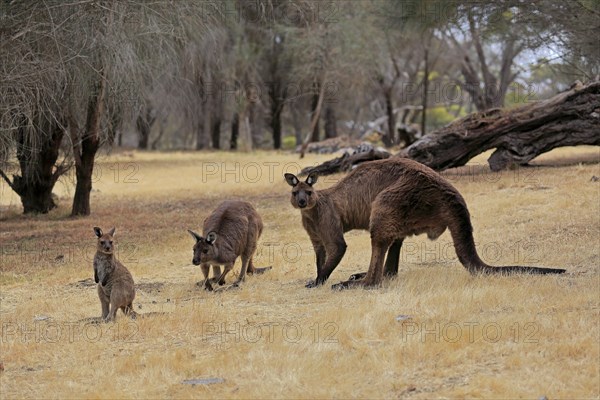 Kangaroo Island grey kangaroo