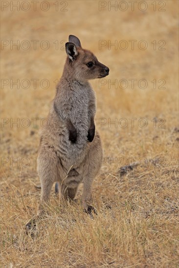 Kangaroo Island kangaroo