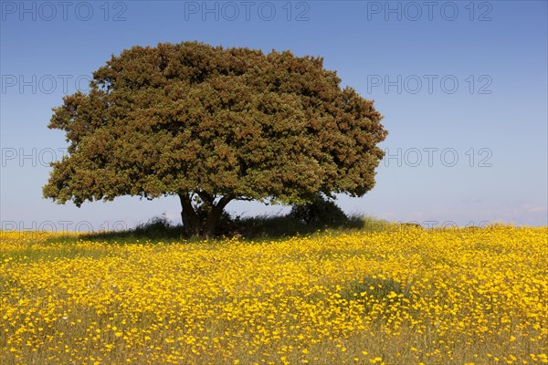 Flowering meadow with holm oak
