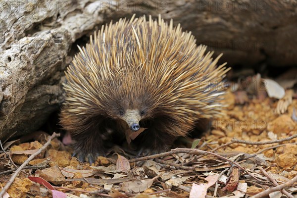 Short-beaked echidna